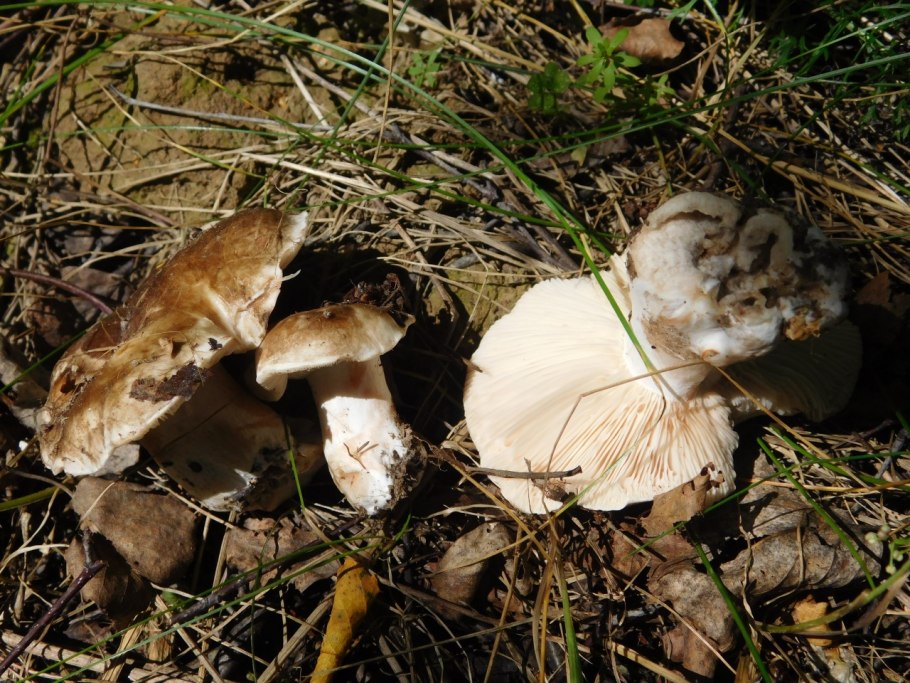 Подгруздок бело-чёрный Russula albonigra