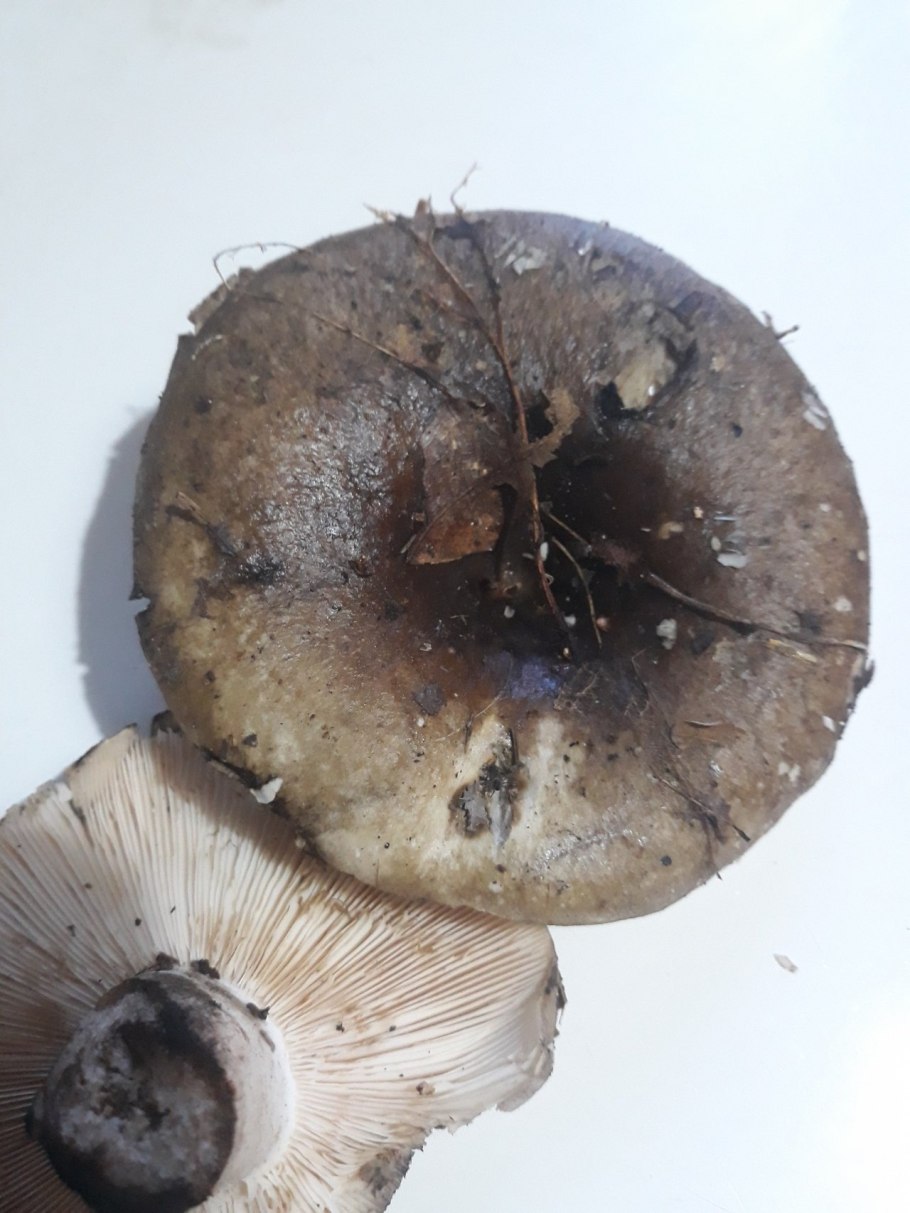 Подгруздок Russula adusta