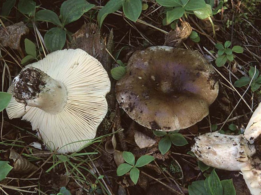 Подгруздок чёрный Russula adusta.
