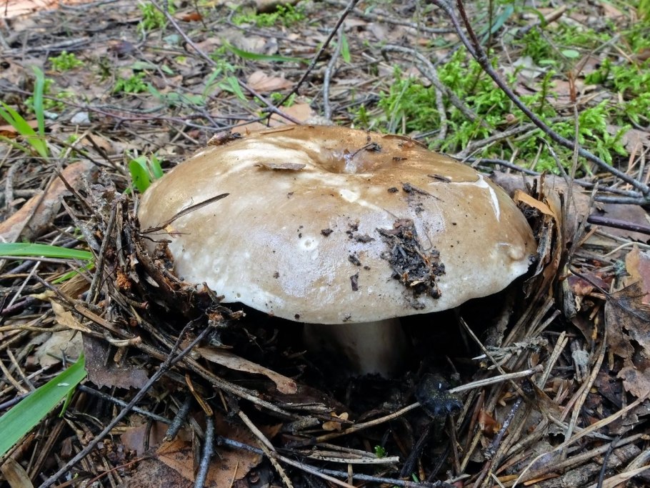 Черный гриб с толстой ножкой