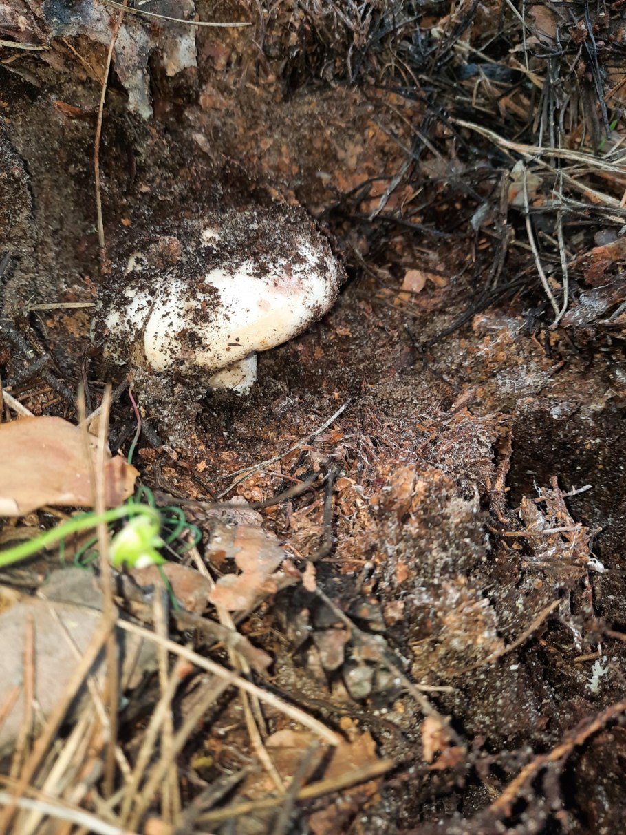 Подгруздок Russula adusta