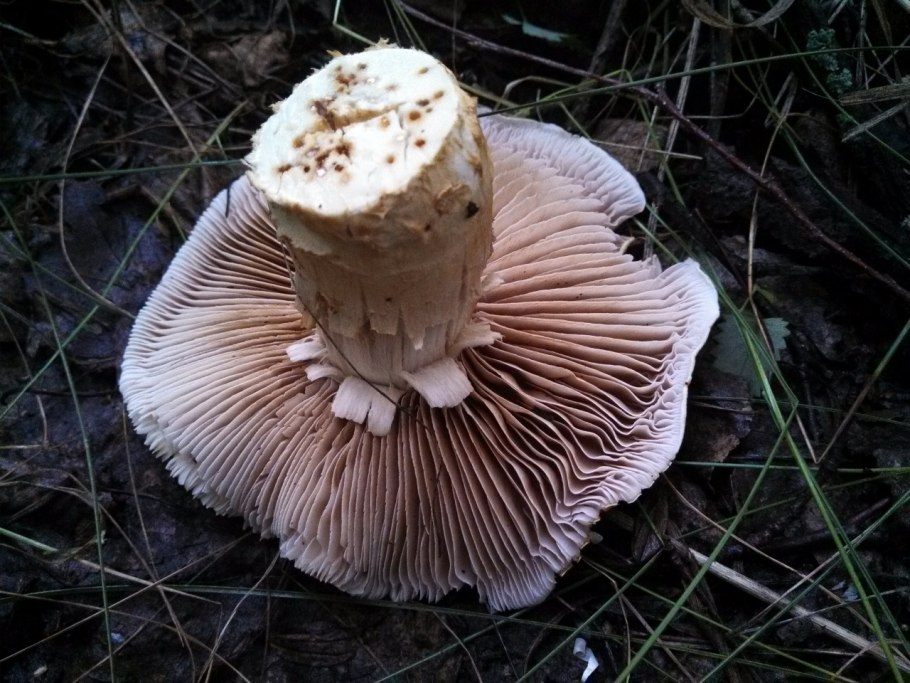 Подивница гриб