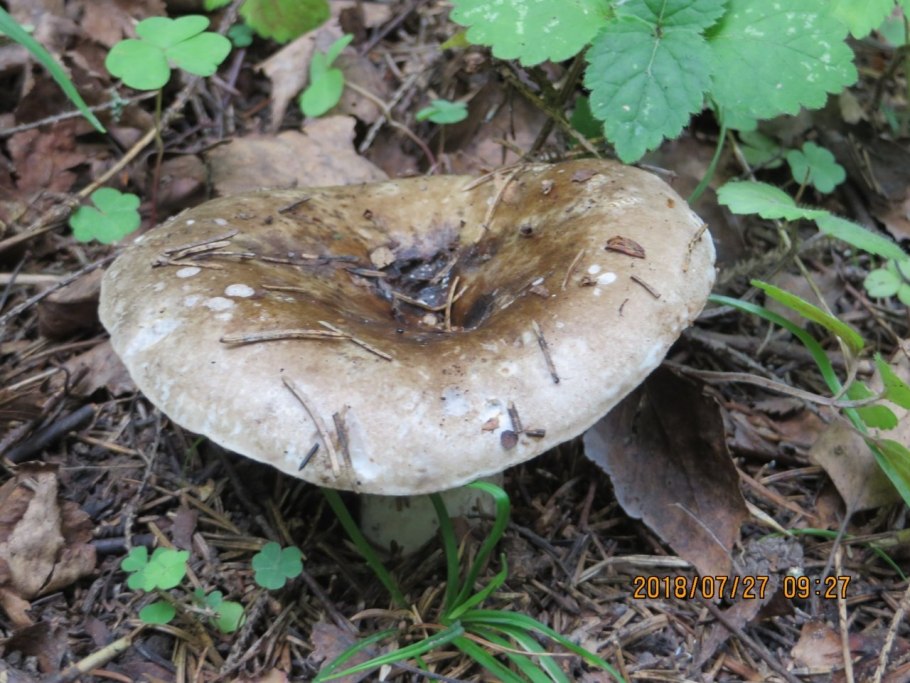 Подгруздок чёрный Russula adusta.