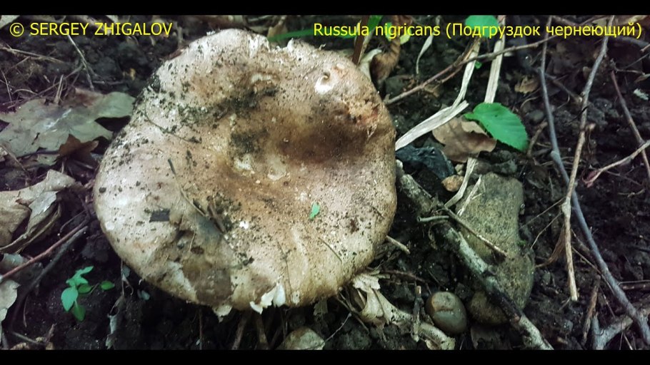 Подгруздок чернеющий (Russula nigricans)