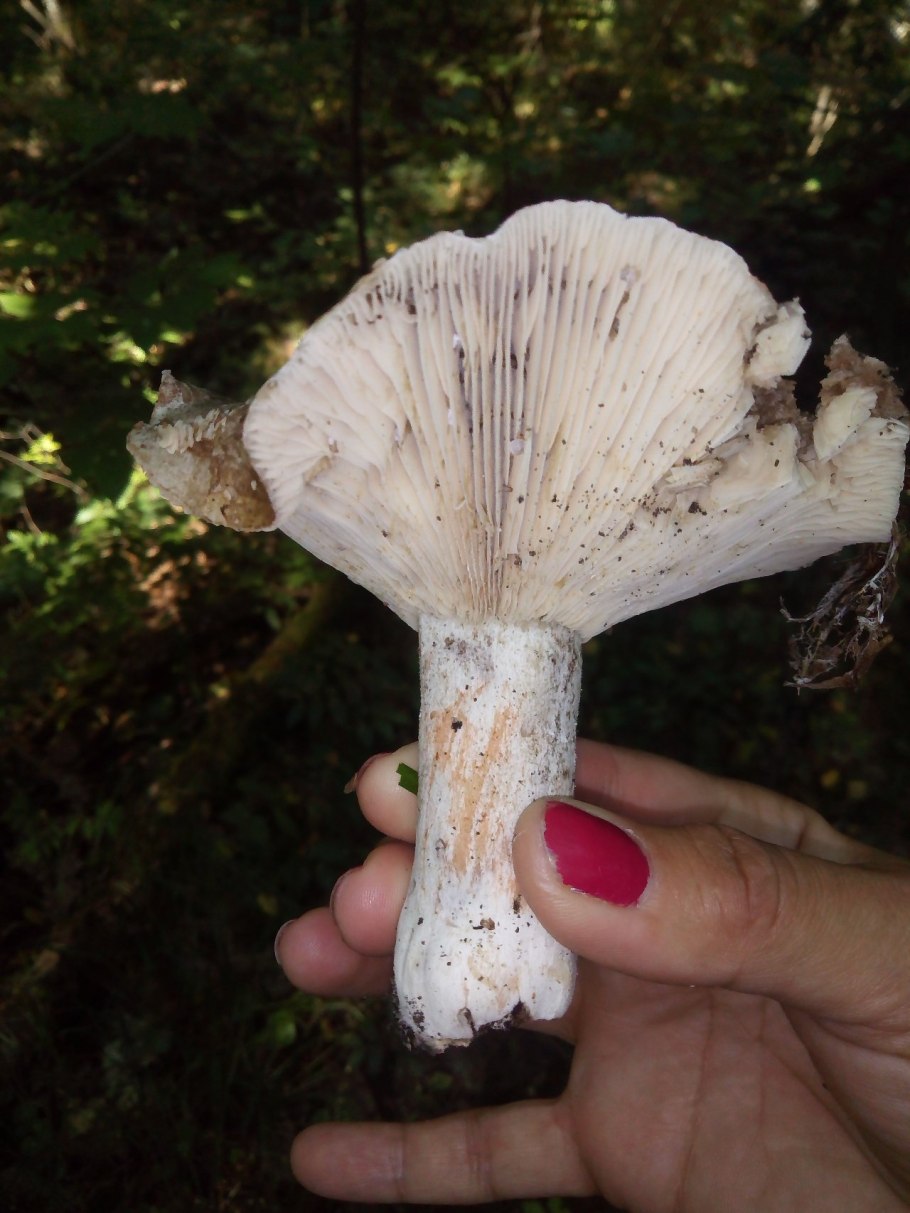 Гриб подгруздок белый