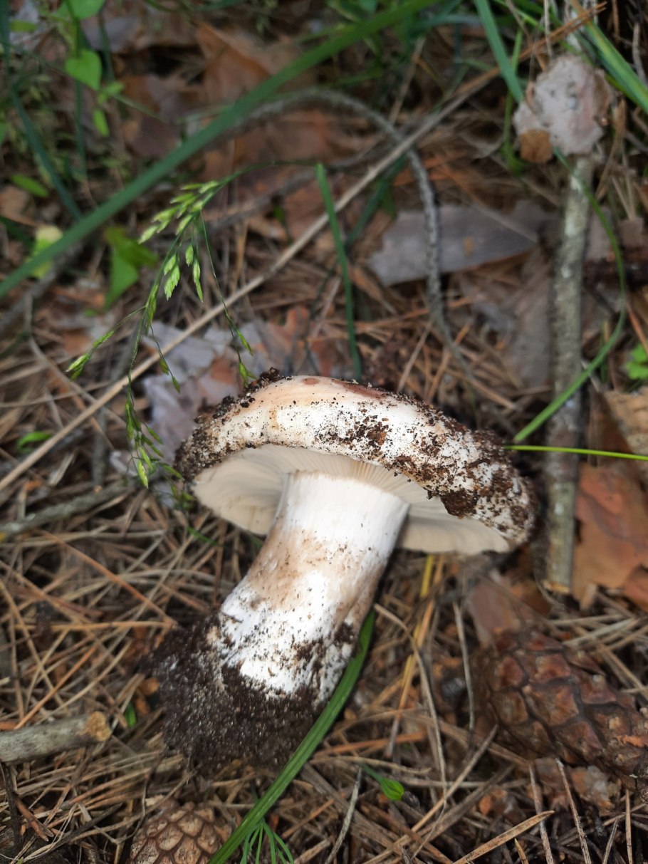 Сыроежка черная, подгруздок черный