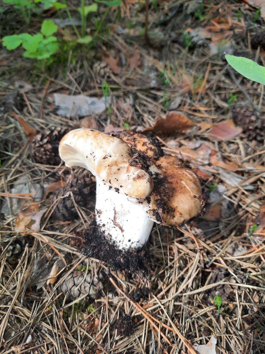 Сыроежка черная, подгруздок черный