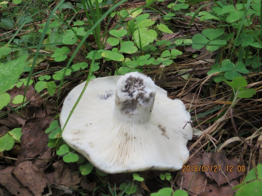 Подгруздок чёрный Russula adusta.