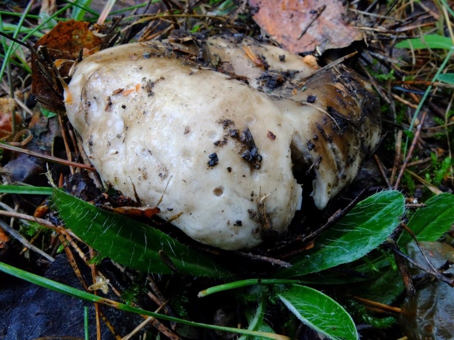 Подгруздок черный рецепты