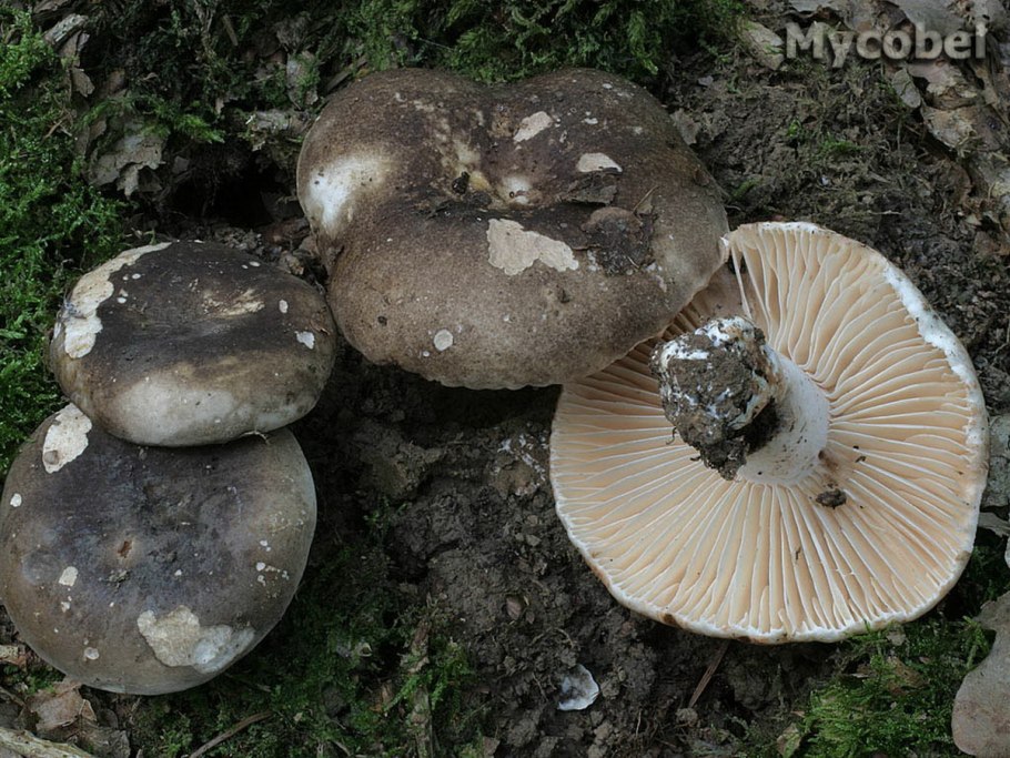 Подгруздок чернеющий (Russula nigricans)