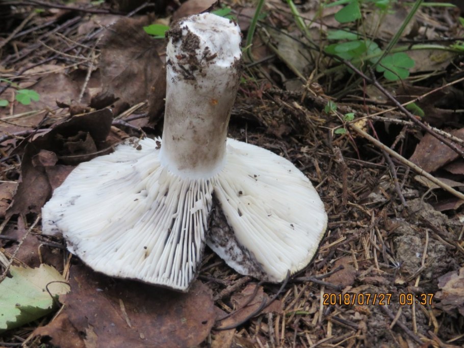 Сыроежка черная, подгруздок черный