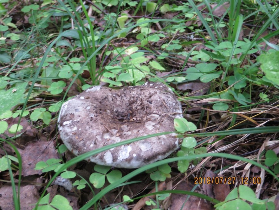 Камень гриб плёс