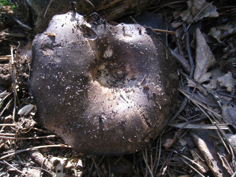 Подгруздок чёрный Russula adusta.