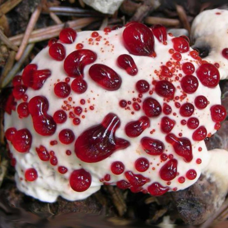 Гиднеллум ПЕКА