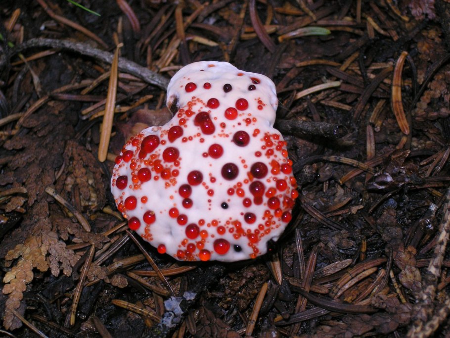 Гиднеллум ПЕКА