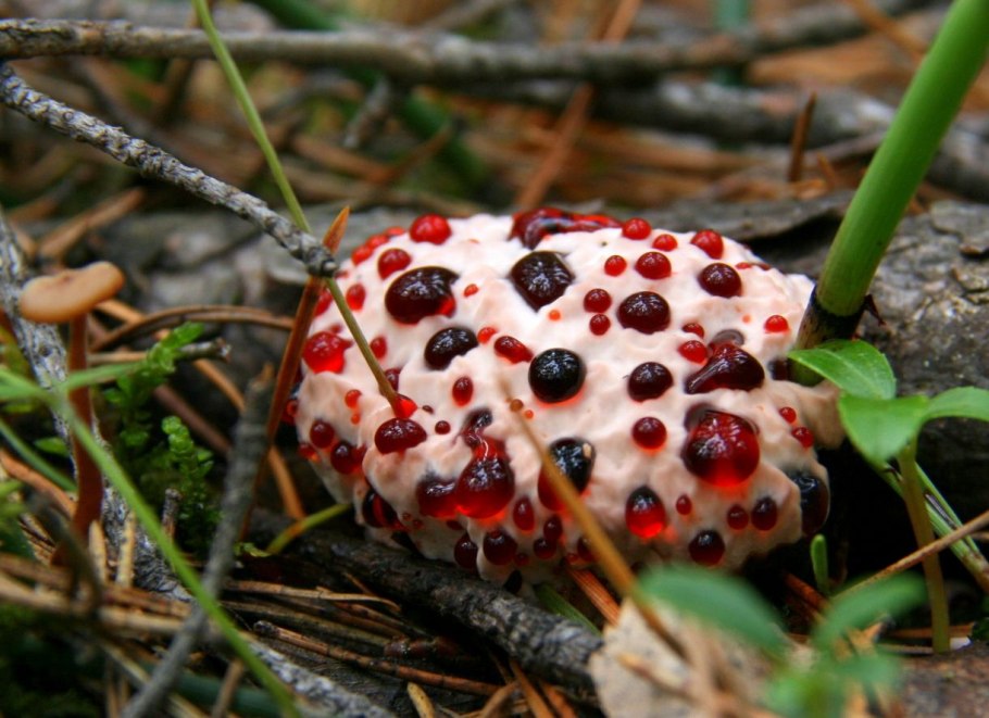 Гриб ежовик Дьявольский