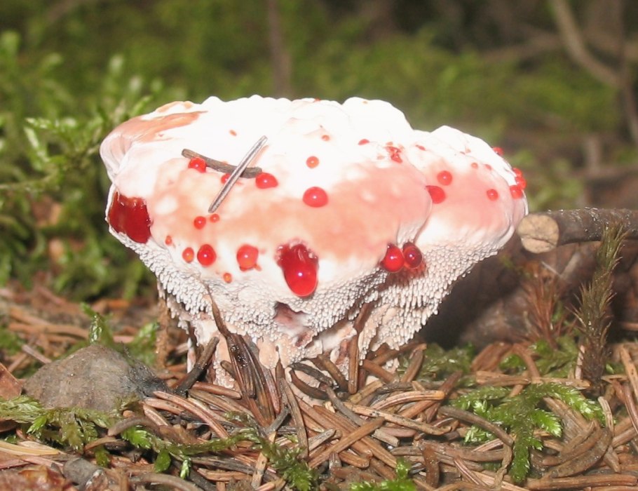 Гиднеллум ПЕКА ядовитый гриб