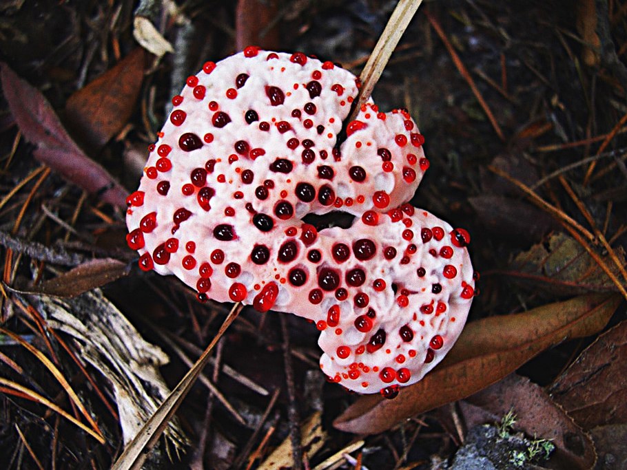 Гиднеллум ПЕКА