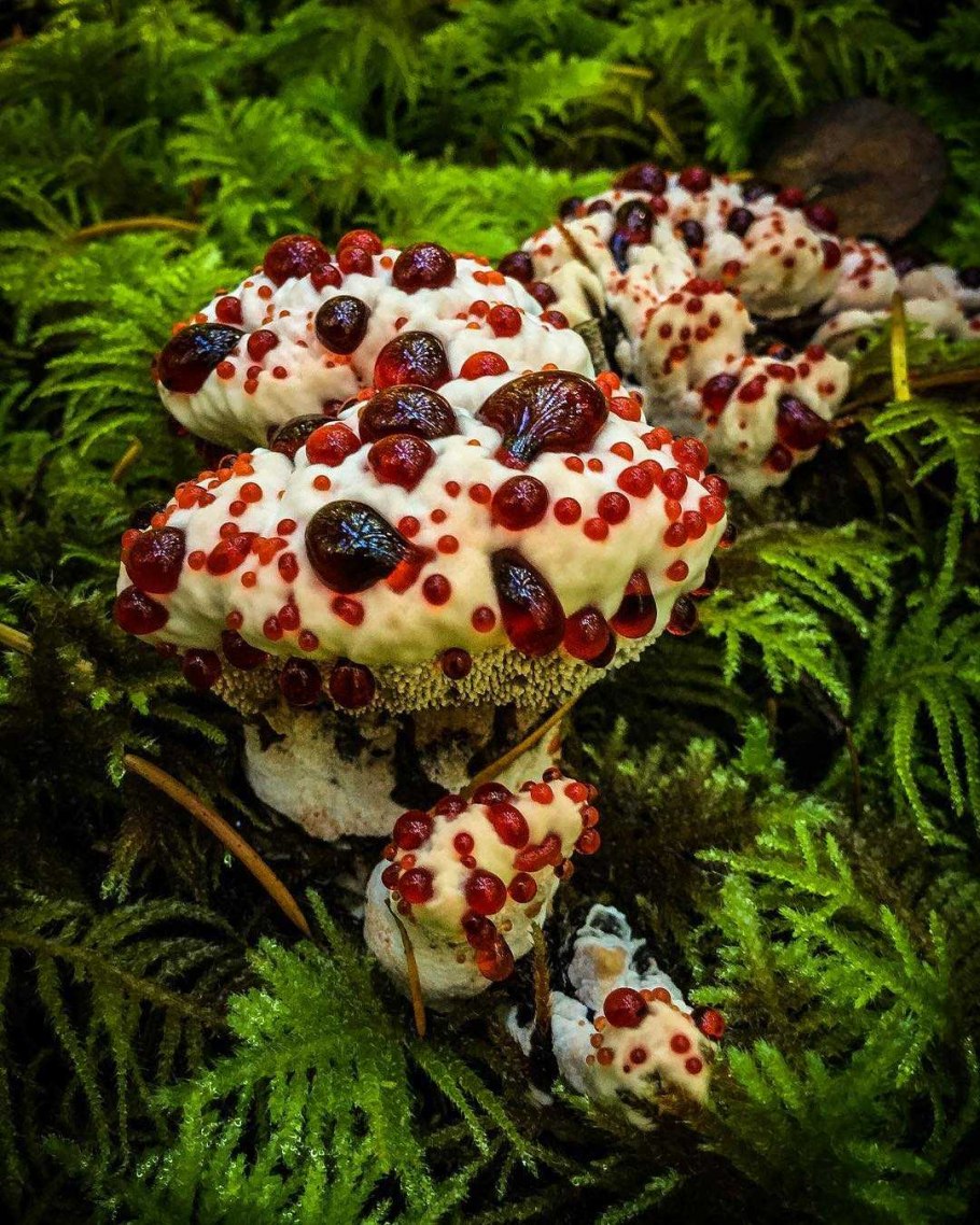 Гиднеллум ПЕКА