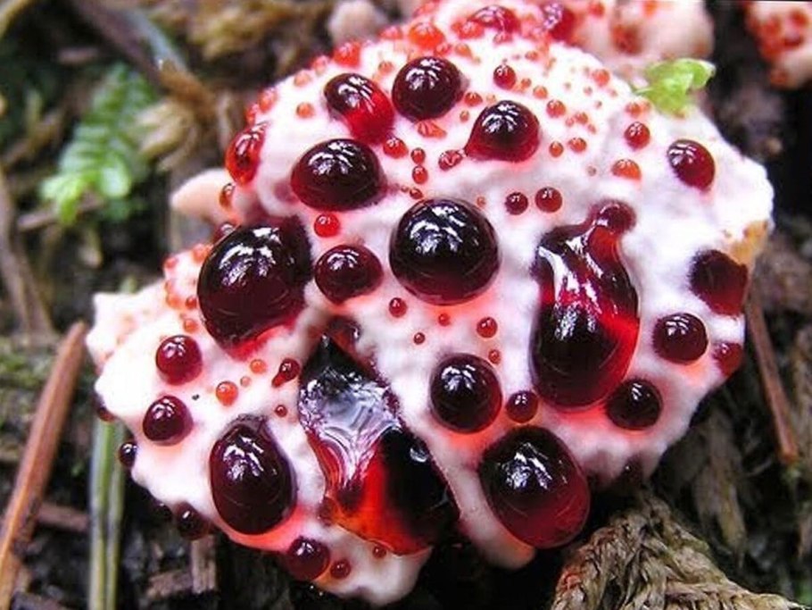 Гиднеллум ПЕКА ядовитый гриб