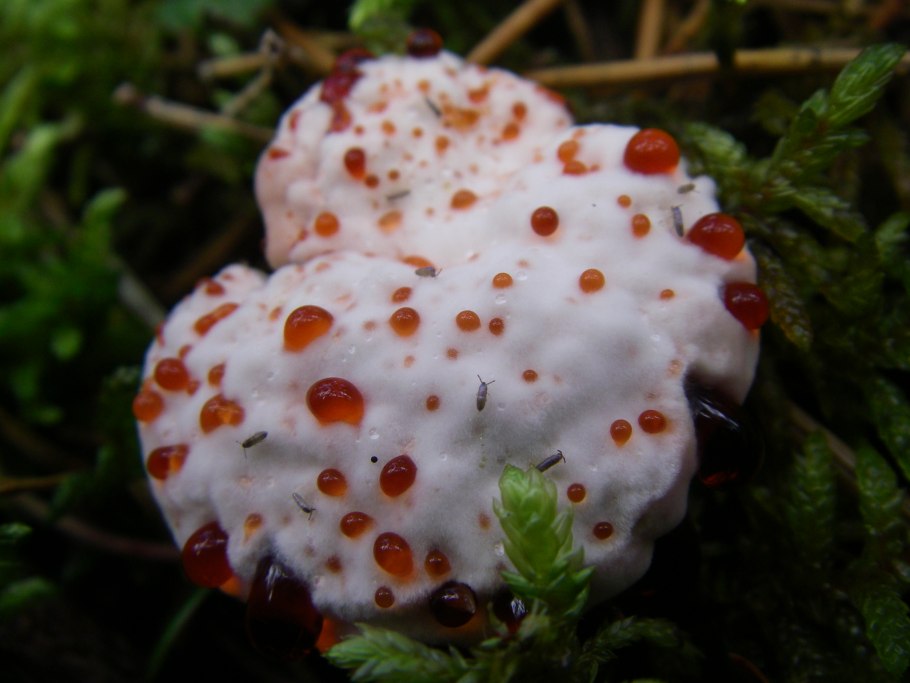 Гиднеллум ПЕКА