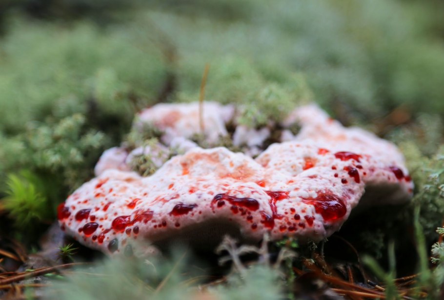 Гиднеллум ПЕКА (Кровавый зуб)