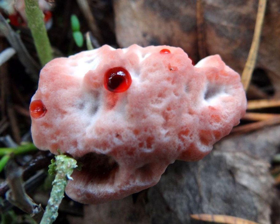 Гиднеллум ПЕКА