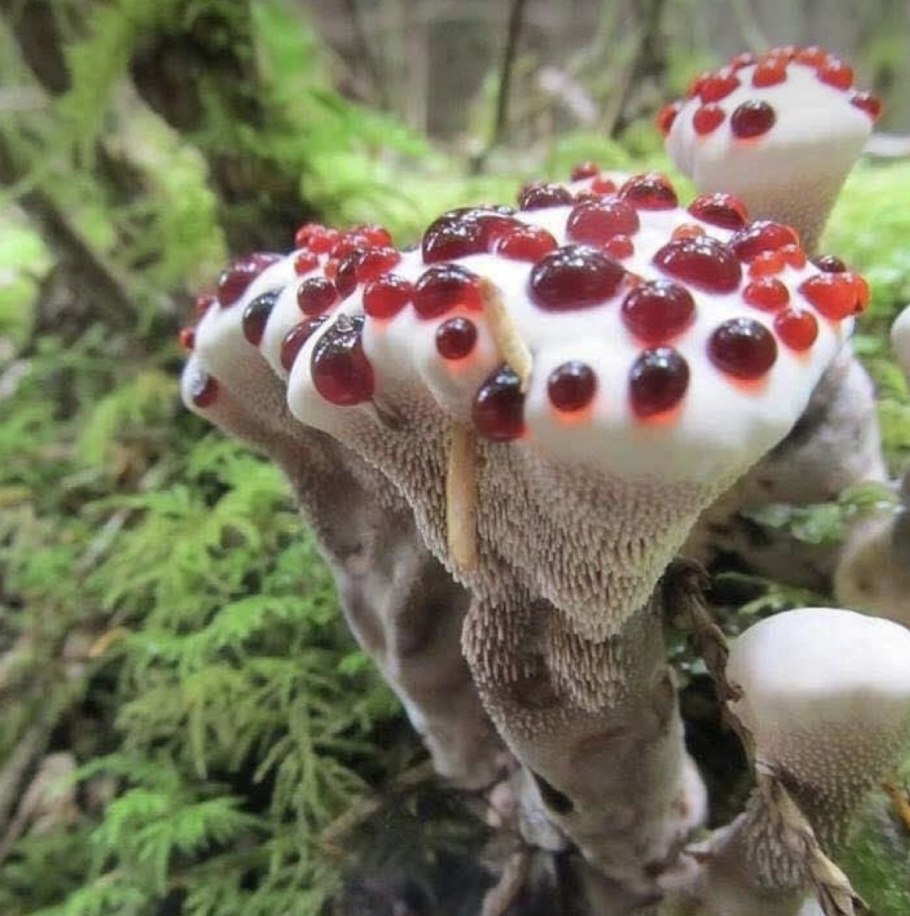Кровоточащий гриб (Hydnellum peckii)