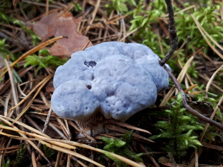 Ежовик кровоточащий гриб