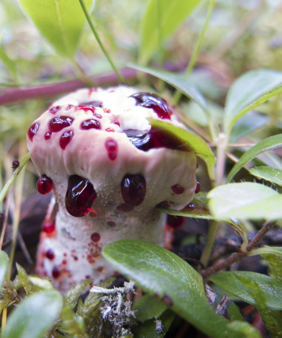 Гриб гиднеллум кровавый зуб