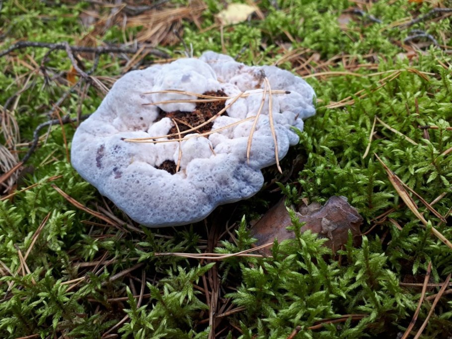 Гиднеллум ПЕКА (Кровавый зуб)