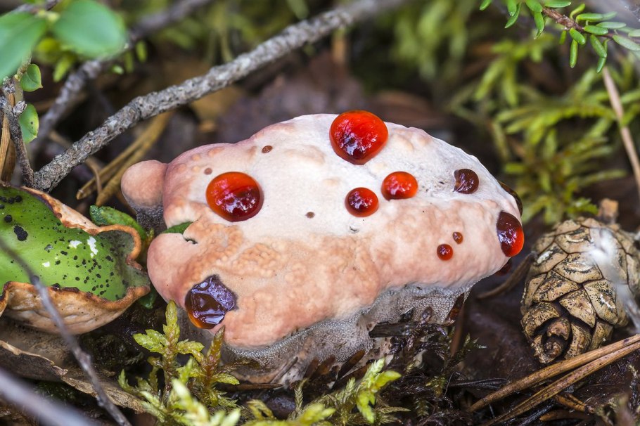 Гиднеллум ПЕКА