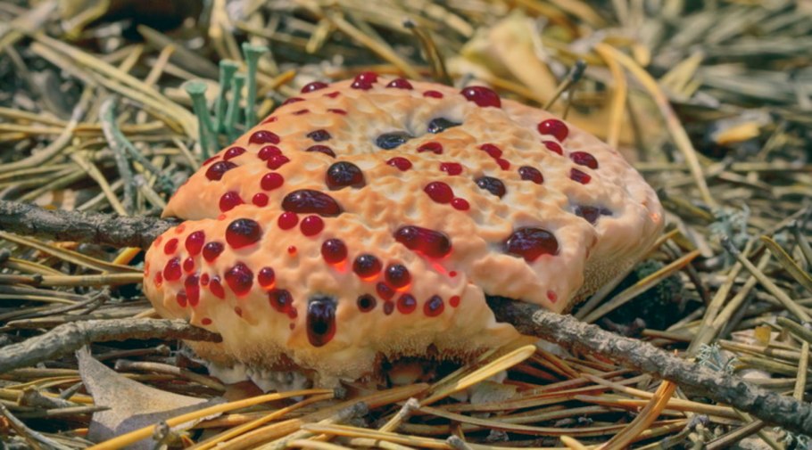 Гриб филотис