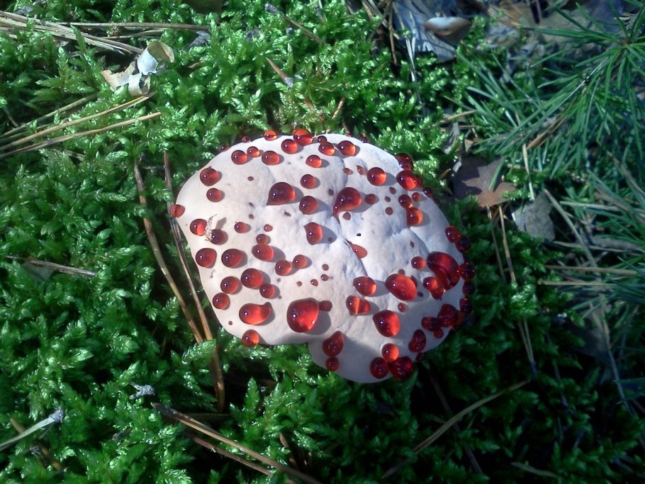 Гендуллум ржавичный гриб