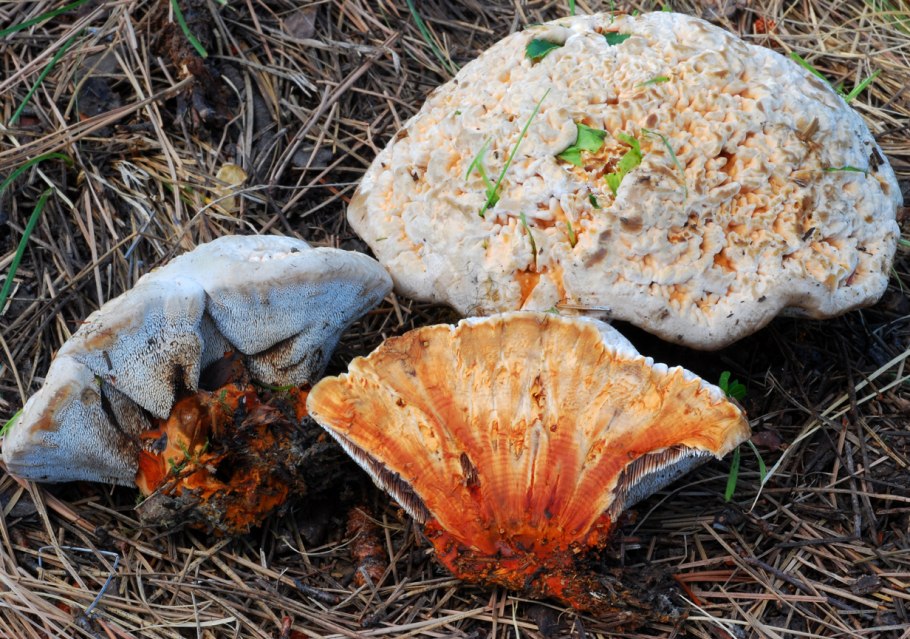 Самый ядовитый гриб в мире Кровавый зуб