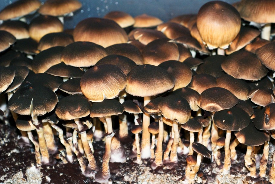 Бирма псилоцибе кубенсис