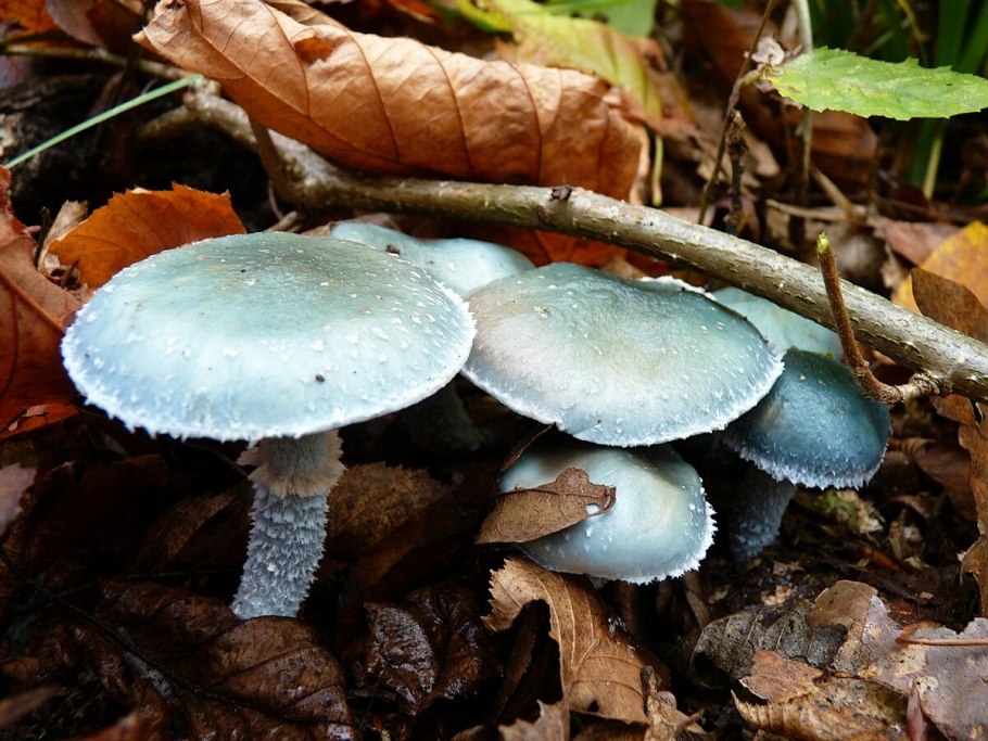 Микродозинг Cubensis