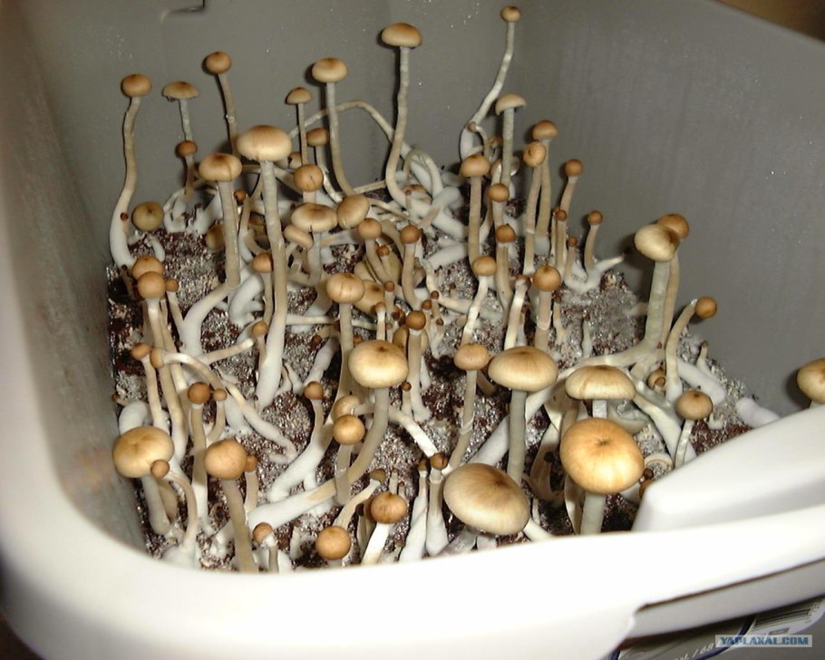 Stropharia Cubensis
