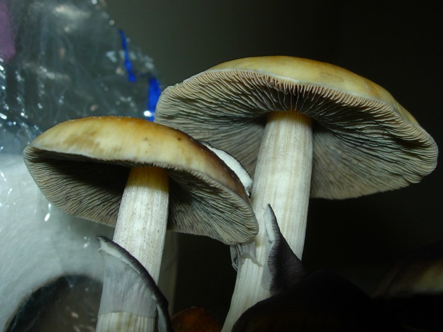 Psilocybe Cubensis Приморди