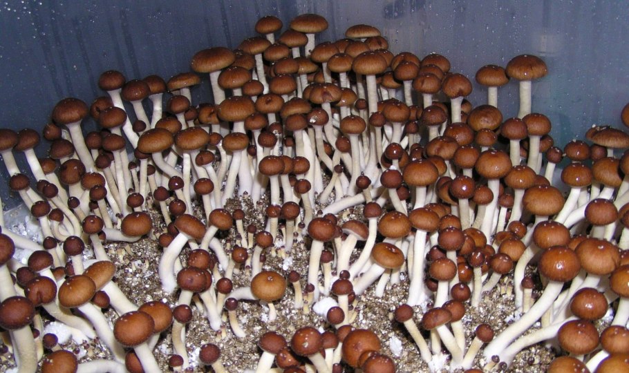 Псилоцибиновый гриб кубенсис