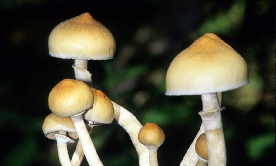 Cubensis magic mushrooms