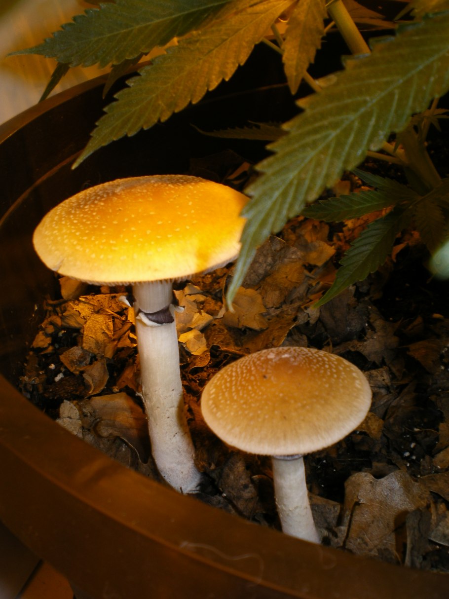 Псилоцибе кубенсис (Psilocybe Cubensis)