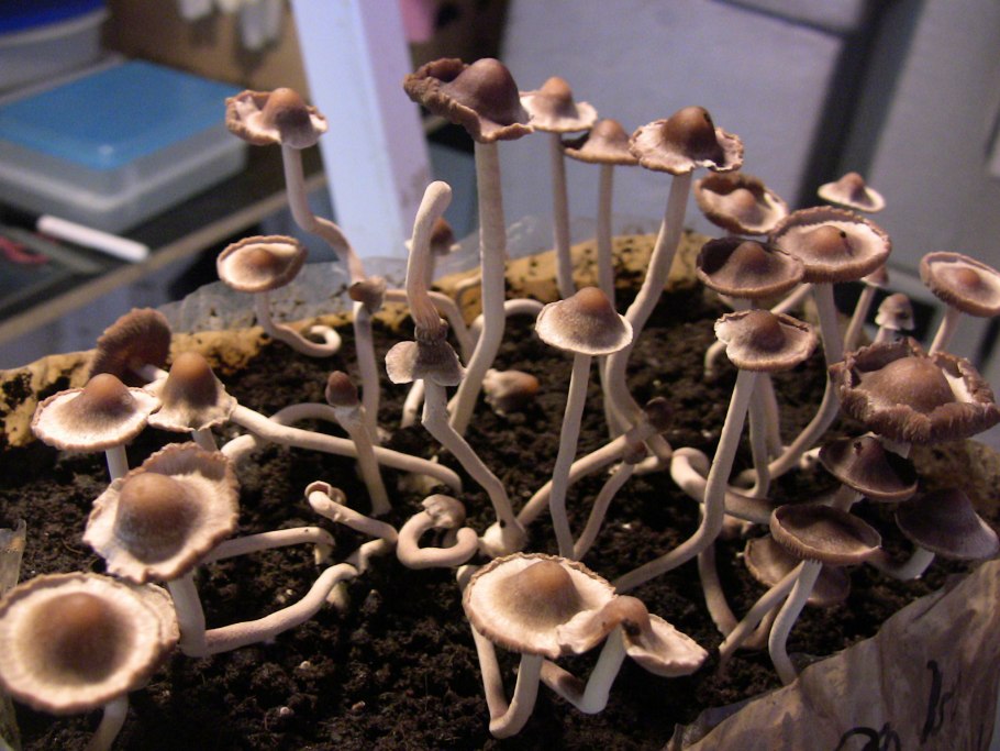 Псилоцибин кубенсис