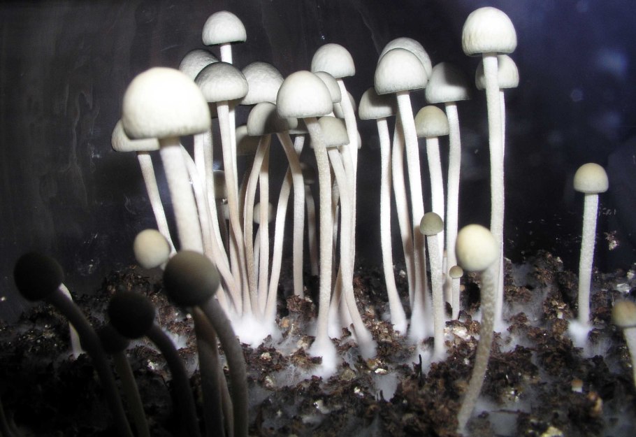 Панеолус синеющий (Panaeolus cyanescens)