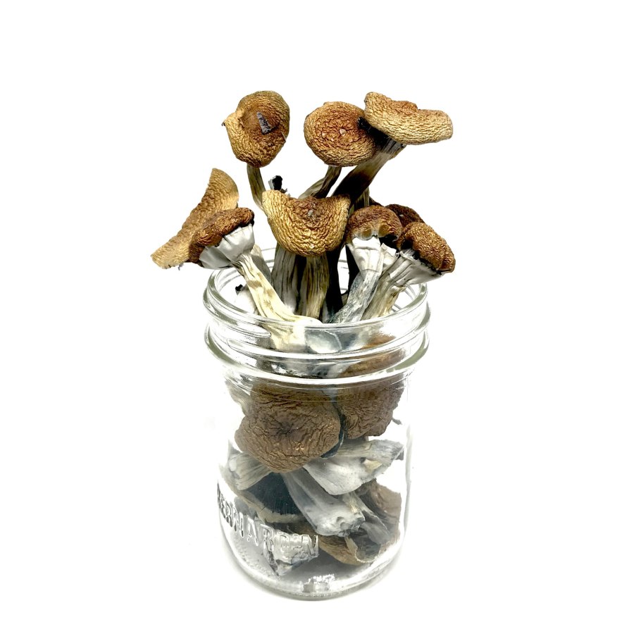 Строфария кубенсис Бирма