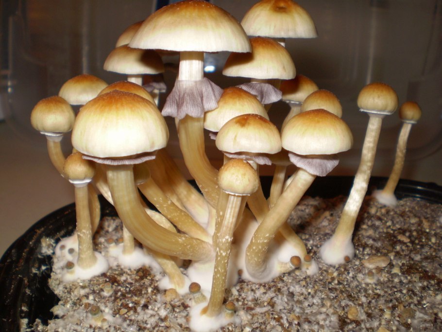 Строфария сине-зелёная доклад