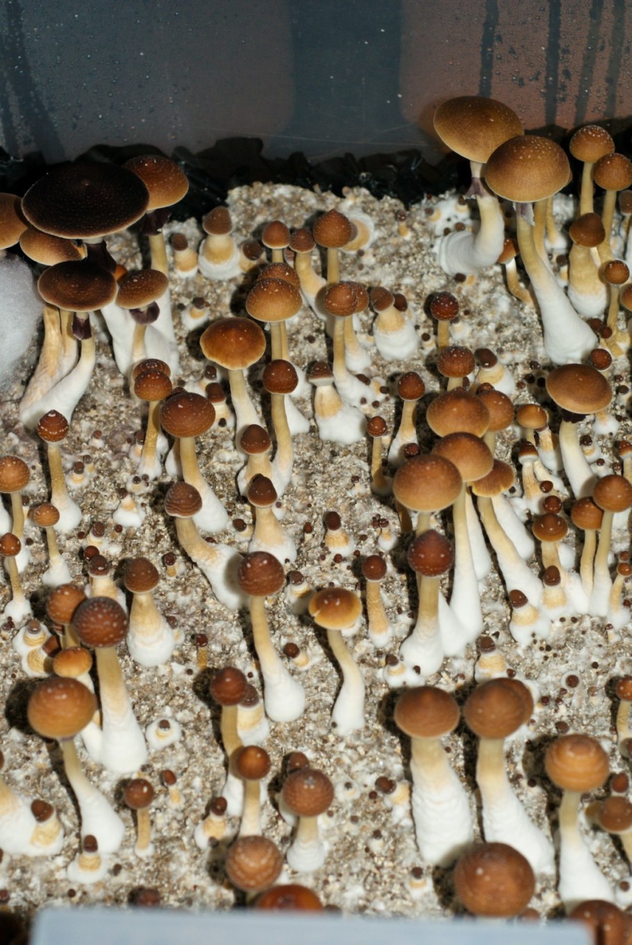 Псилоцибе кубенсис