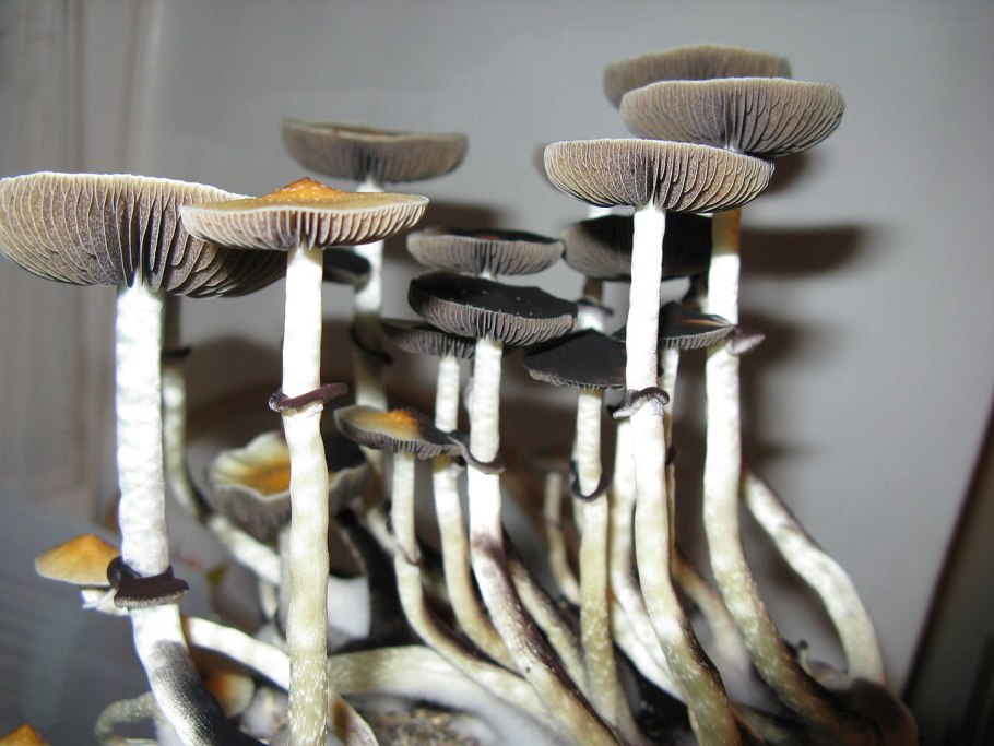 Кубенсис Малабар