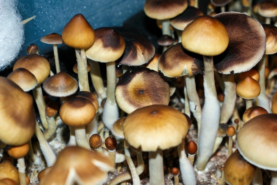 Псилоцибиновый гриб кубенсис