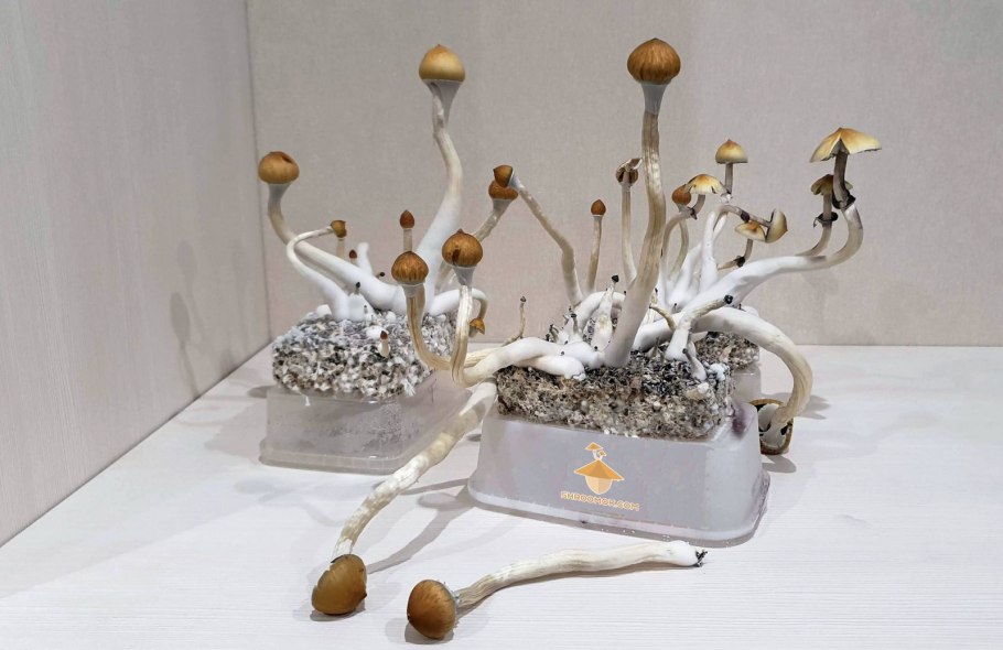 Кубенсис мексикана